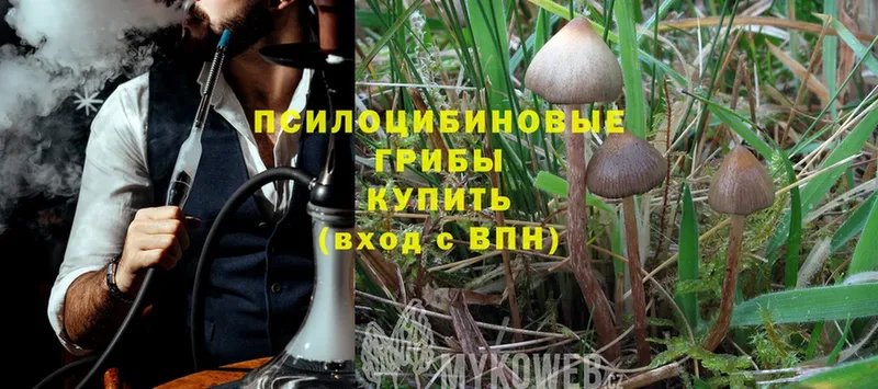 Галлюциногенные грибы MAGIC MUSHROOMS  Саки 